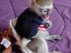 Bébé singe Capucin femelle /mâle pour adoption