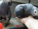 Perroquet gris du Gabon disponibles de suite 