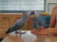Adorable perroquet gris du Gabon disponibles 