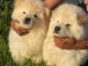 Chiots chow chow disponibles 