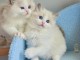 Adorables Chatons Ragdoll