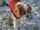 Dons chien cavalier king Charles 