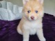 chiots pomsky disponible de suite 