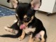 Chiot type chihuahua disponibles 