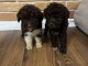 LagottoRomagnolo chiots