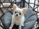 chiots chihuahua disponible de suite 