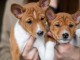 Basenji chiots à vendre