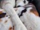 Adoption chiots husky sibérien 