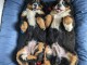 Chiots cavalier king Charles 