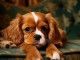 Chiots type cavalier king Charles à adopter 