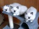 Adoption chatons Ragdoll disponible pour adoption 