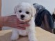 Bichon Frisé chiots à vendre