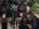 Adorable chiot type berger allemand lof