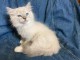 Dons chatons Ragdoll disponible 