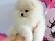 Adorable chiot spitz nain 