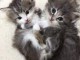 Dons chatons maine coon disponible 