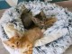 Adorable chaton main coon disponibles 