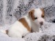 Adorable bb chiots jack Russel