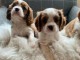 chiots Cavalier king Charles pour adoption