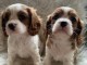 chiots Cavalier king Charles pour adoption