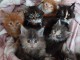 Adorables chatons  Maine Coon
