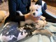 Adorable chiot bichon maltais femelle eh male a donner