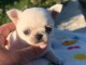 Chiot chihuahua mâle disponible 