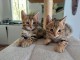 Magnifique petits chatons bengal