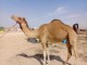 Hongre chameau pour adoption