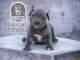 Pit Bull Terrier américain chiots