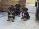 Adoption chiots rottweiler a donner 