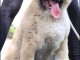 Berger du Caucase chiots