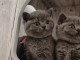 Chatons British shorthair de race Prêt à partir