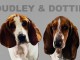 Bassets enregistrés Kc