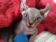 Chatons Elfe Sphynx sans poils, TICA reg.