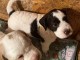 Lagotto romagnolo chiots