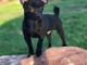 Chiots type chihuahua pour adoption 