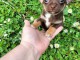 Chiots type chihuahua disponibles 