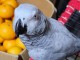 Je donner perroquet gris du Gabon 