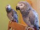 Adorable chiot perroquet gris du Gabon 