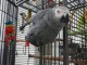 Perroquet gris du Gabon à donner 