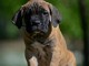 Canne Corso chiots à vendre