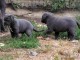 SUPERBES CHIOTS CANE CORSO LOF 