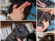 Bulldog français chiots à vendre