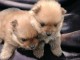 Spitz de Poméranie chiots