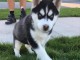 Chiot husky sibérien disponibles pour adoption 