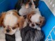 Adorable chiot cavalier king charles lof