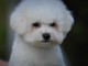 Bichon frisé chiot mâle