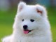 Chiots type Samoyede a donner