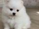 chiot Spitz pomeranian a donner